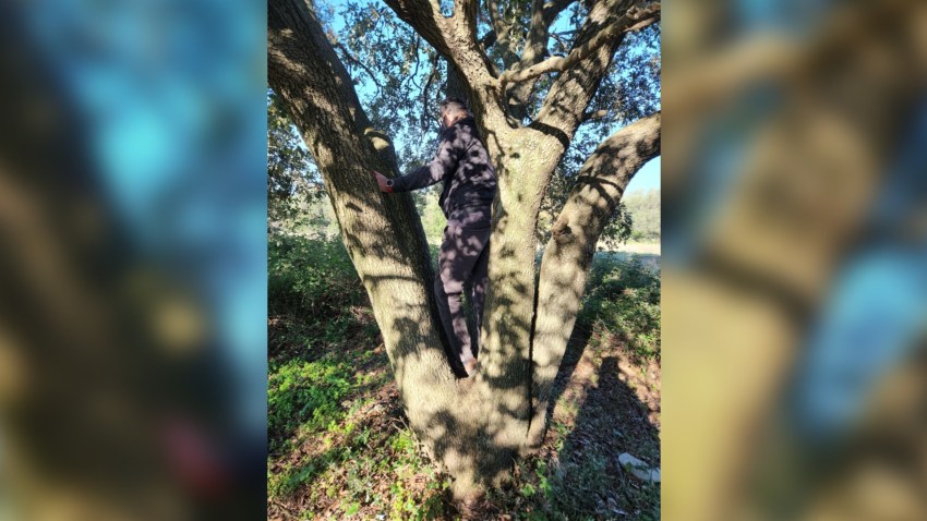 energetski punjač, stablo kao energetski punjač, stabla koja su izniman energetski punjač, hrast s pet stabla iz istog korijena